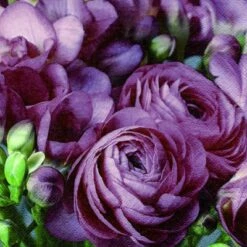 Top 10 🎉 Posh Setting Freesia & Persian Buttercup Burgundy Floral Lunch Napkin - 20 Pack ❤️