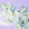 Top 10 😀 Posh Setting Orchidea Blanca Vintage Lavender Aqua Floral Lunch Napkin - 20 Pack ⭐