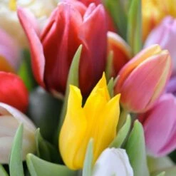 Brand new 😀 Posh Setting Bouquet Lunch Napkin - 20 Pack 😍