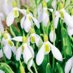 Deals 👏 Posh Setting Perce Neije Floral Lunch Napkin - 20 Pack 🔔