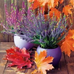 Hot Sale ⭐ Posh Setting Claire Floral Lunch Napkin - 20 Pack ✨