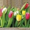Buy 🔥 Posh Setting Colorful Tulips Floral Lunch Napkin - 20 Pack 🌟 -Cheap poshsetting Store ColorfulTulips 079100
