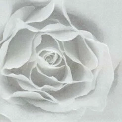 Wholesale 😉 Posh Setting Rose Silver Floral Lunch Napkin - 20 Pack 🥰